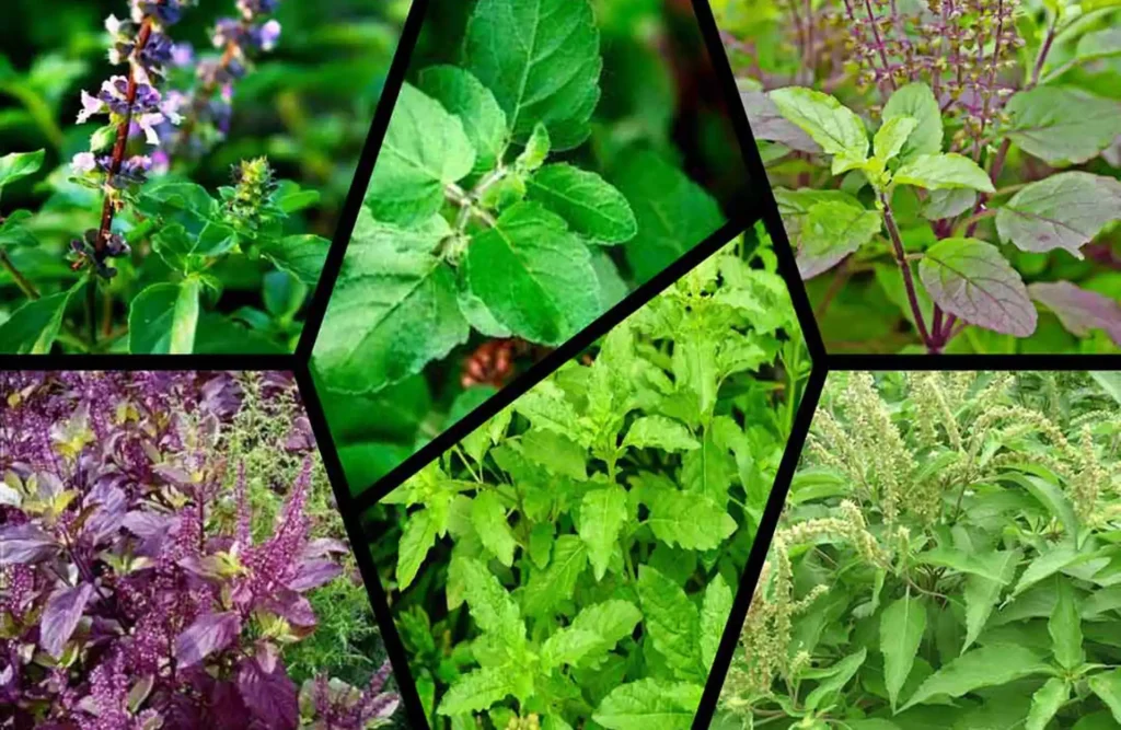 Different-types-of-Tulsi-Tree