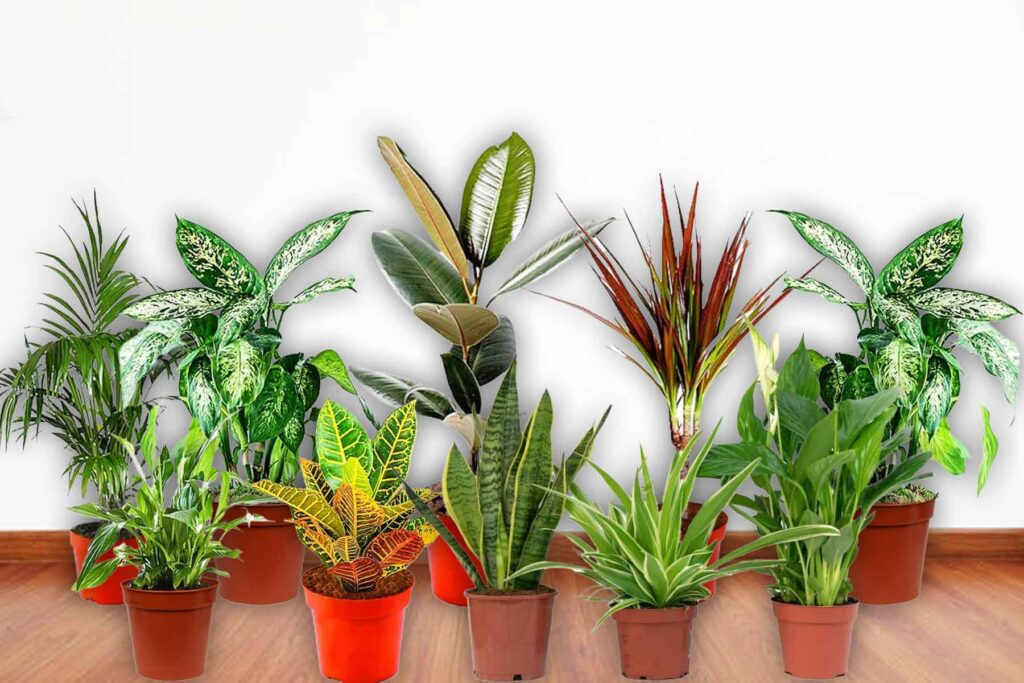 Air-Purifying-Plants-For-Indoor-Purification