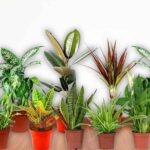 Air-Purifying-Plants-For-Indoor-Purification