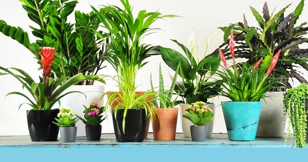 Air Purifying Plants For Indoor Use