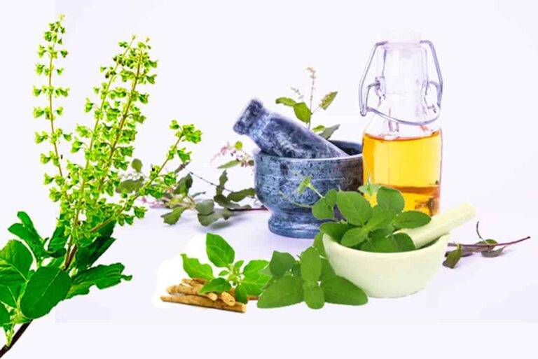 Benefits and harms of Tulsi leaves