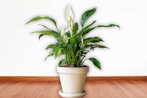 Peace-Lily-Indoor-Plant