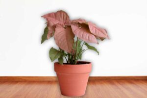 Syngonium Pink plant